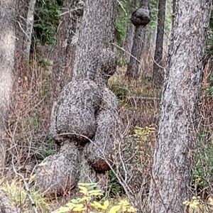 Meet your Posher, Travis